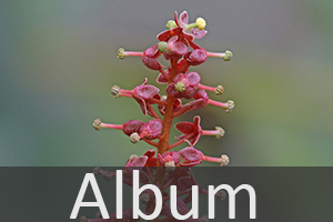 Kannenpflanzengewächse (Nepenthaceae)