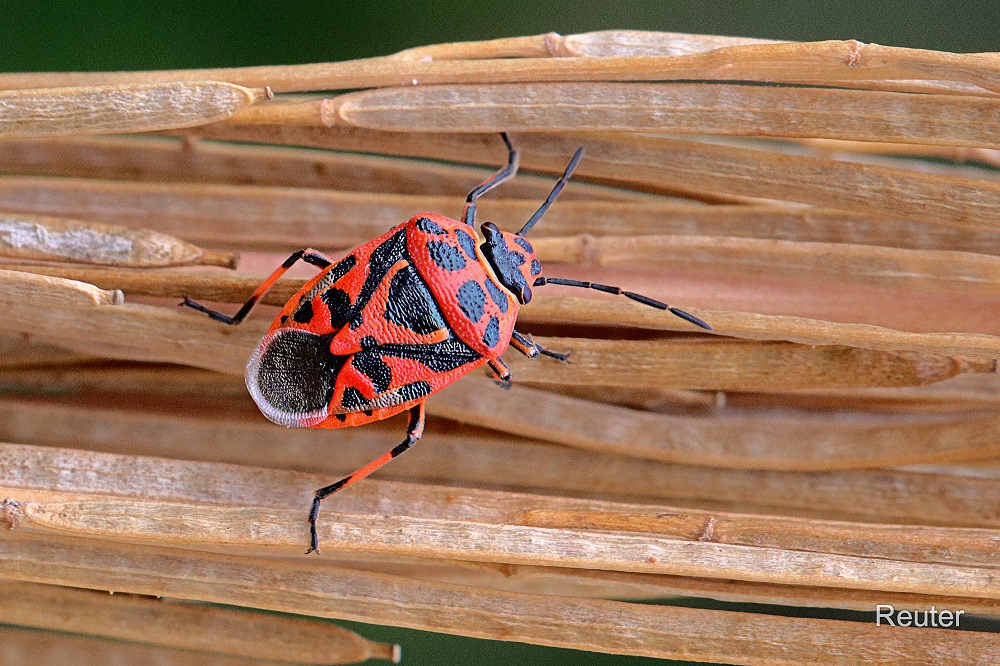 Schwarzrückige Gemüsewanze (Eurydema ornata)