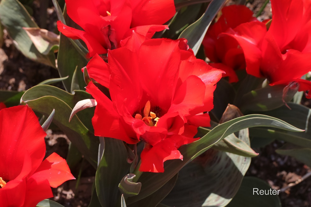 Greig-Tulpe (Tulipa greigii)