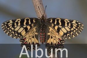 Ritterfalter (Papilionidae)