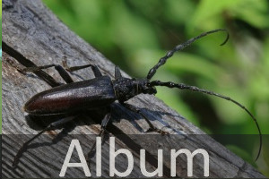 Bockkäfer (Cerambycidae)