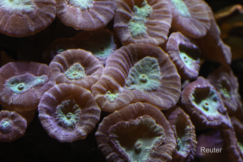Trompetenkoralle(Caulastraea echinulata)